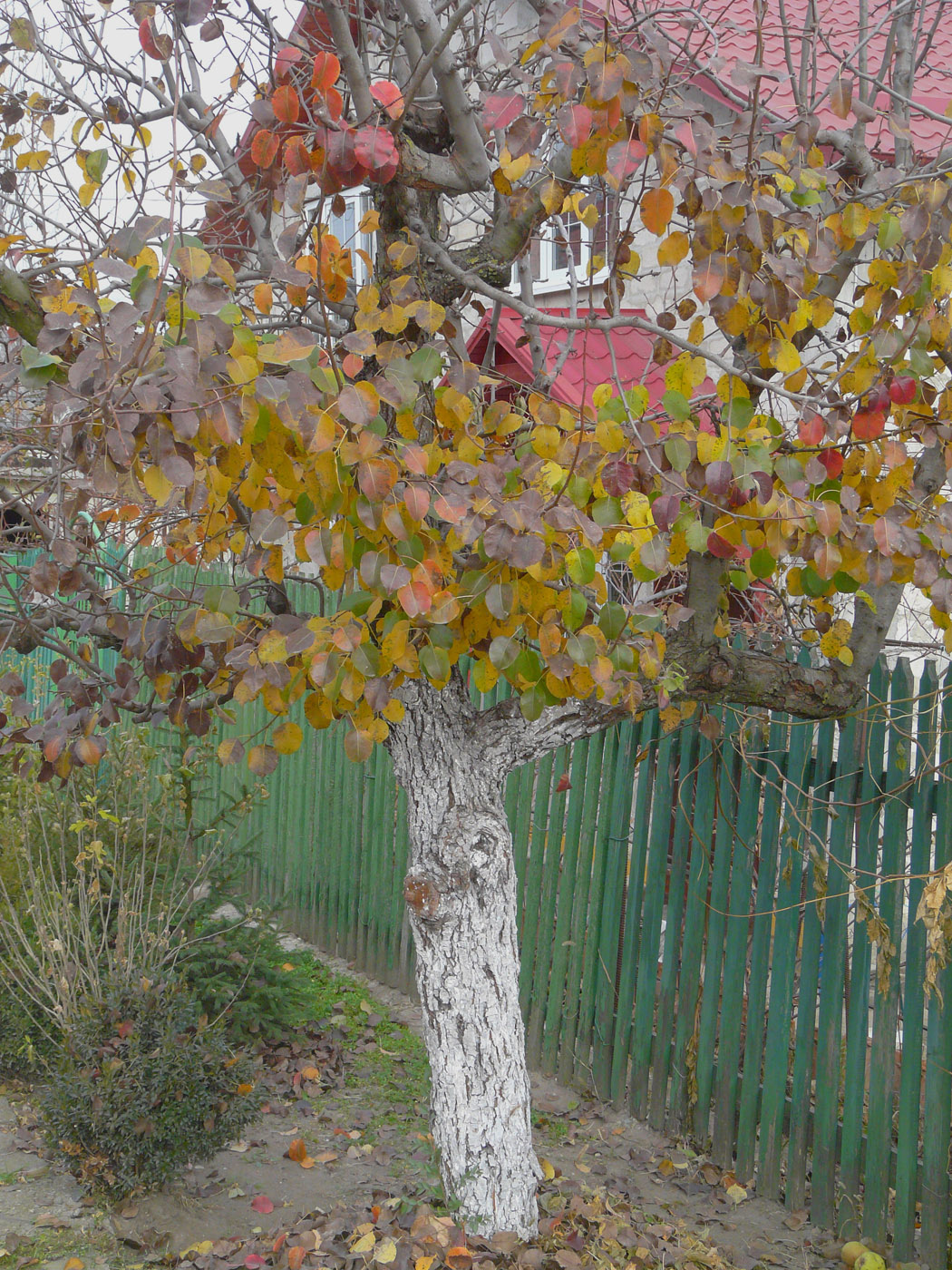 Изображение особи Pyrus communis.