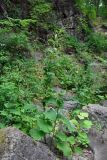 Prenanthes tatarinowii. Расцветающие растения. Приморье, Хасанский р-н, Кравцовские водопады, опушка лиственного леса. 01.08.2021.