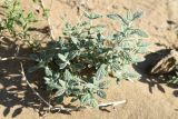 Heliotropium arguzioides