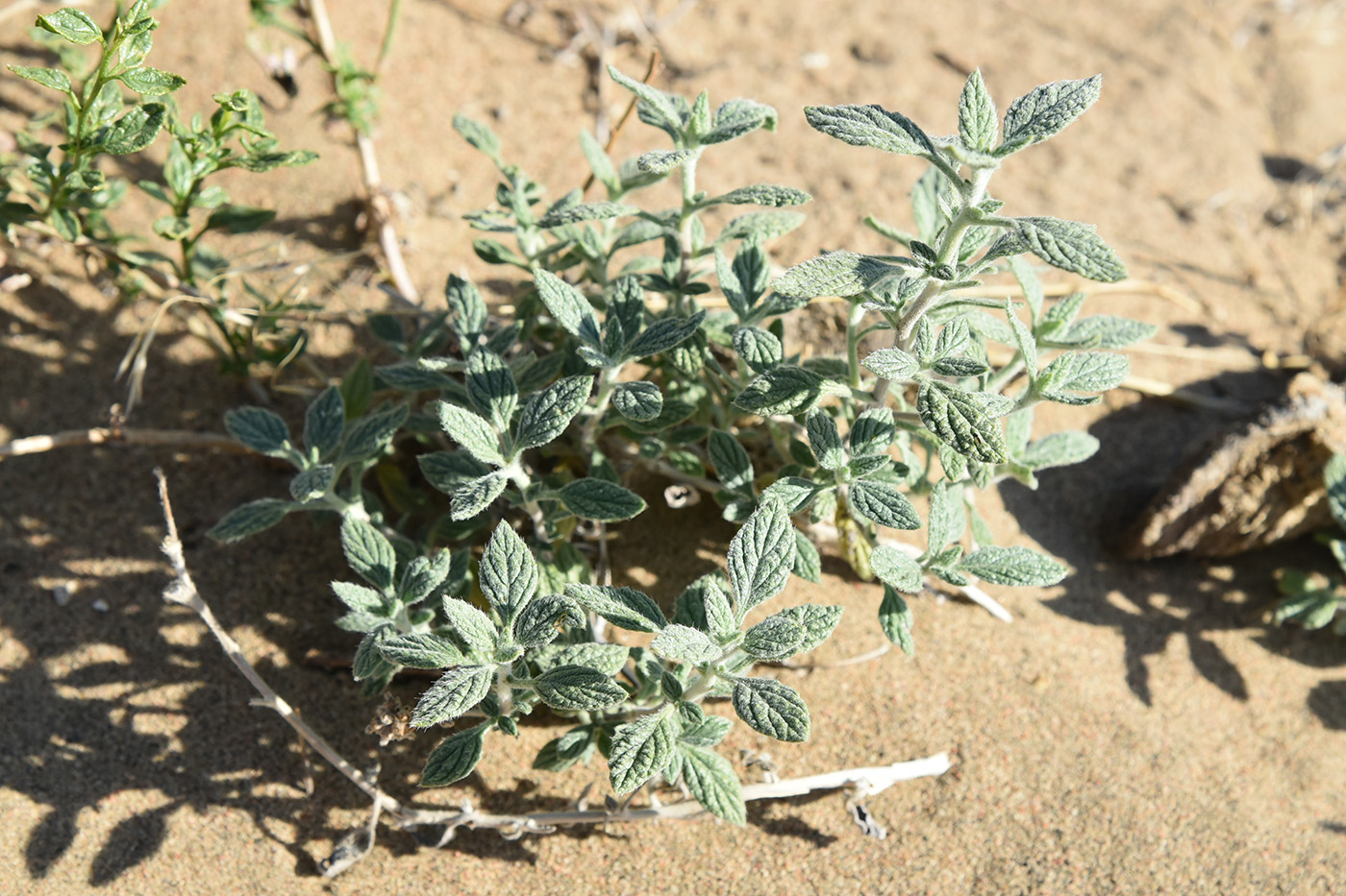 Image of Heliotropium arguzioides specimen.