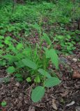 Echinocystis lobata. Ювенильные растения. Северная Осетия, Пригородный р-н, окр. с. Михайловское, железнодорожное защитное насаждение (лесополоса). 09.05.2021.