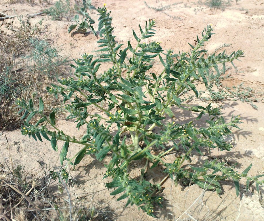 Image of Arnebia decumbens specimen.