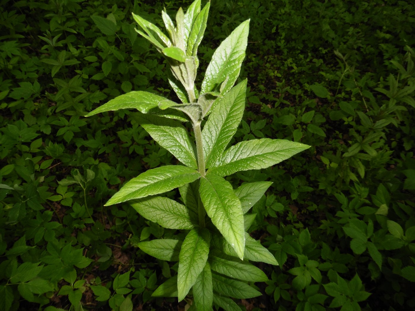 Image of Lysimachia vulgaris specimen.