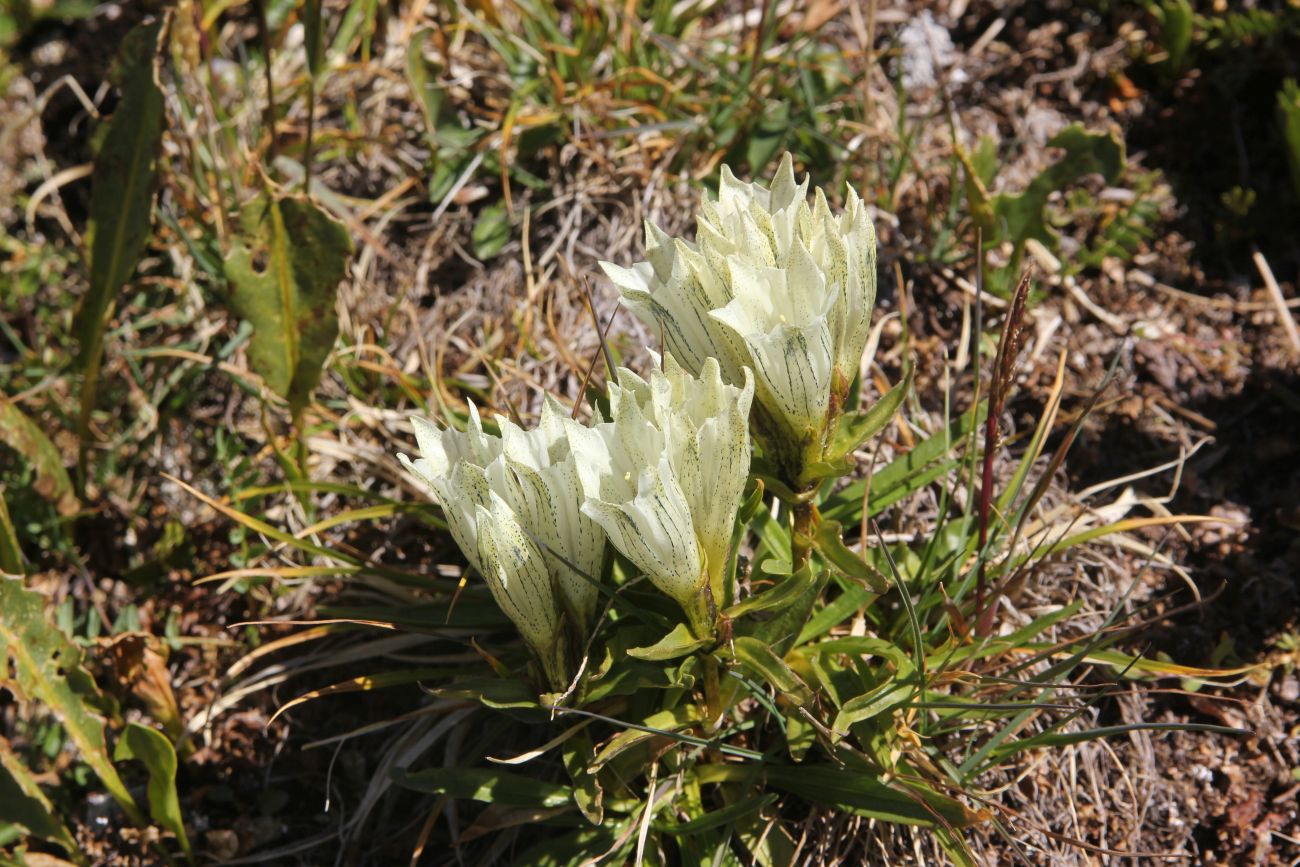 Изображение особи Gentiana algida.