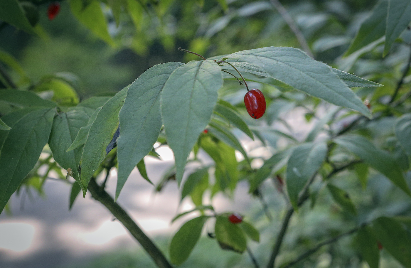 Image of Lonicera maximowiczii specimen.