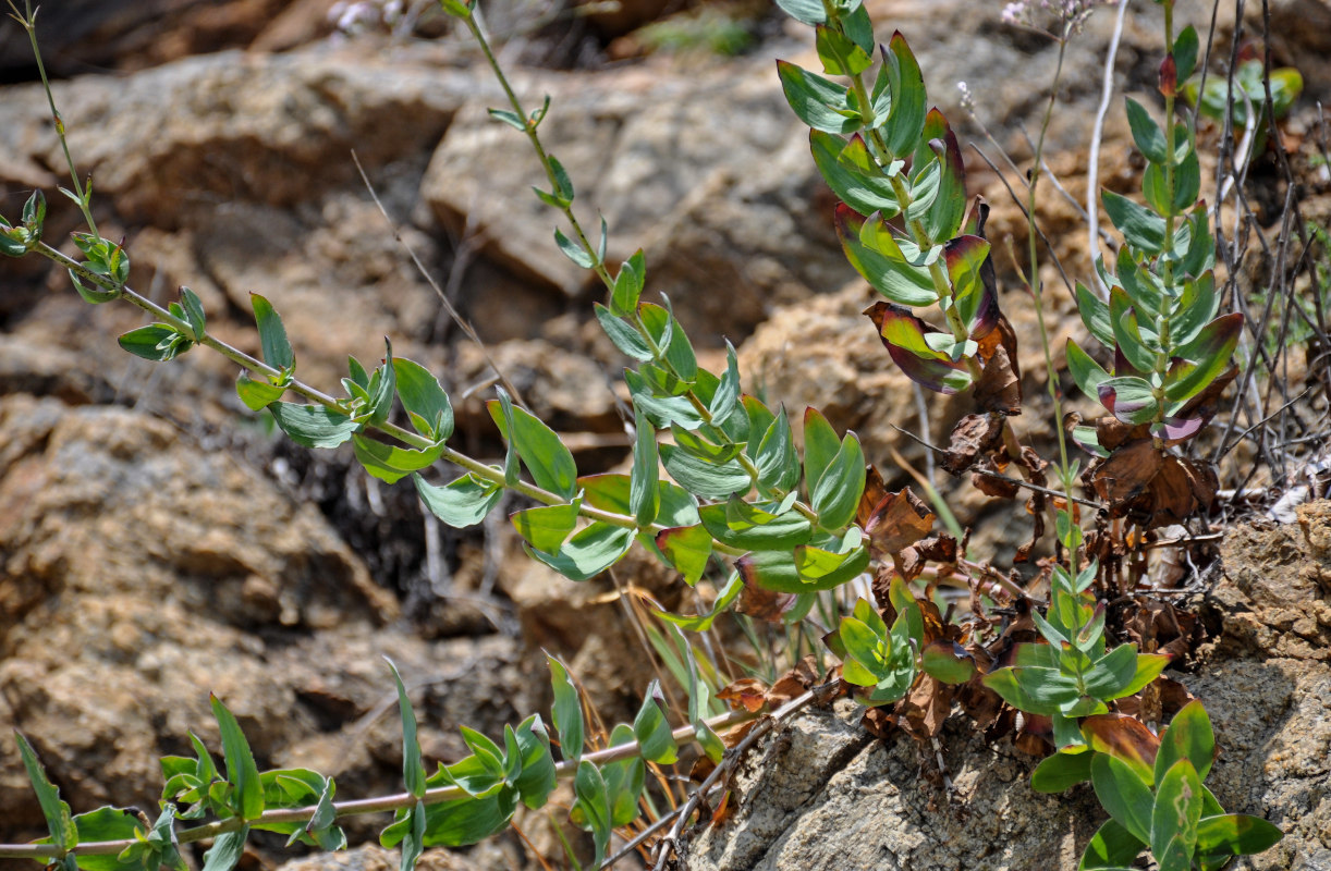 Image of Gypsophila pacifica specimen.