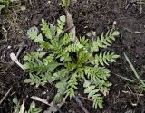 Capsella bursa-pastoris. Вегетирующие растения. Москва, Лефортово, сквер им. М. И. Калинина, под пологом липово-кленовых насаждений. 17.04.2022.