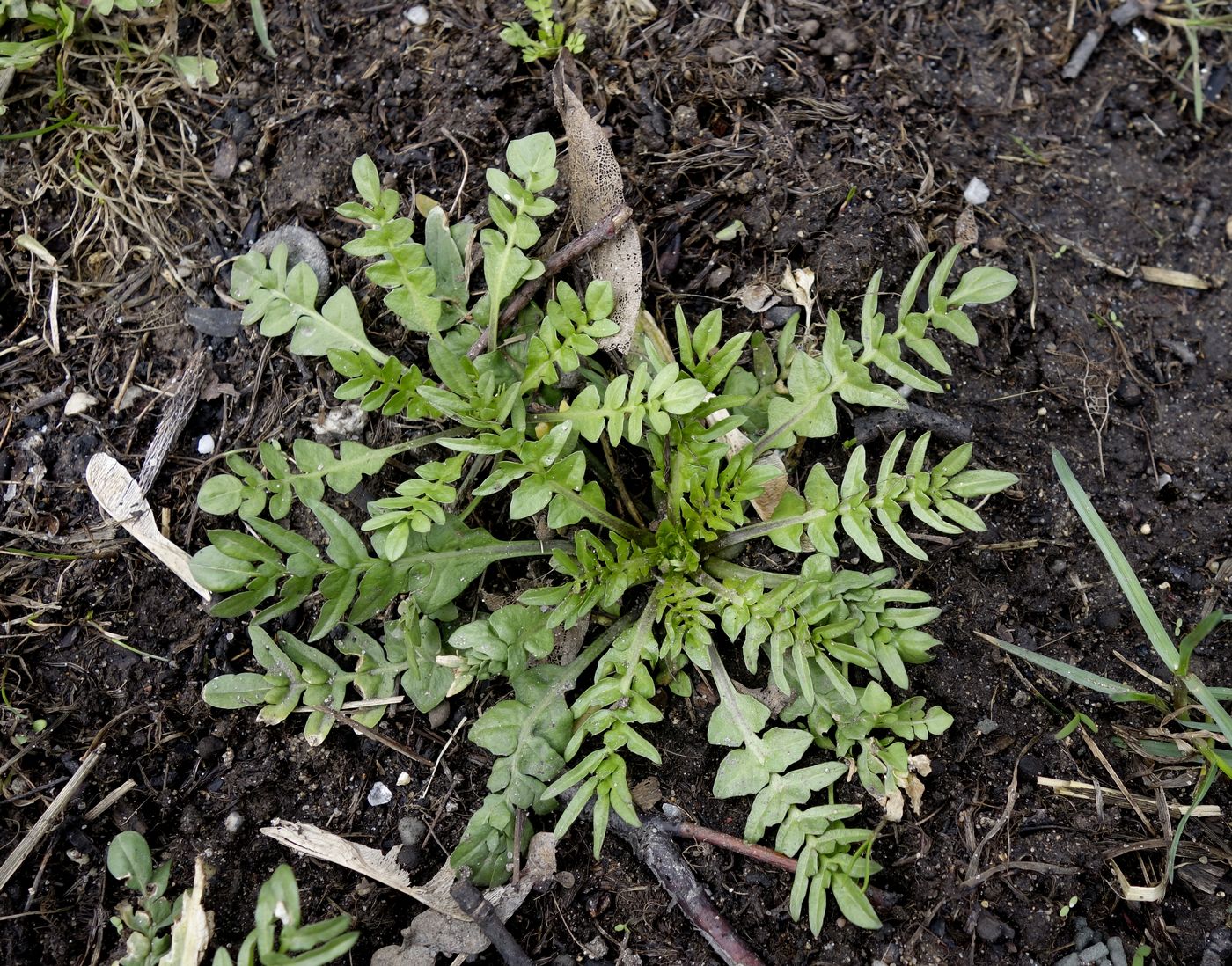 Image of Capsella bursa-pastoris specimen.