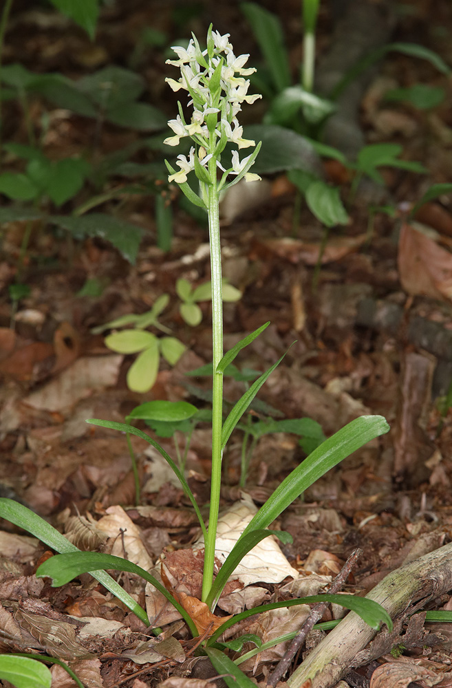 Изображение особи Dactylorhiza romana ssp. georgica.
