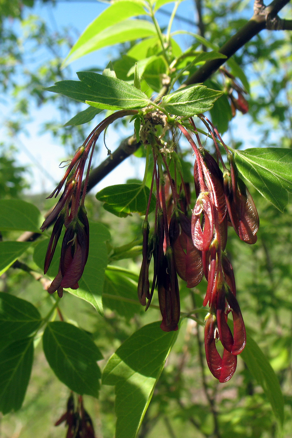 Image of Acer negundo specimen.