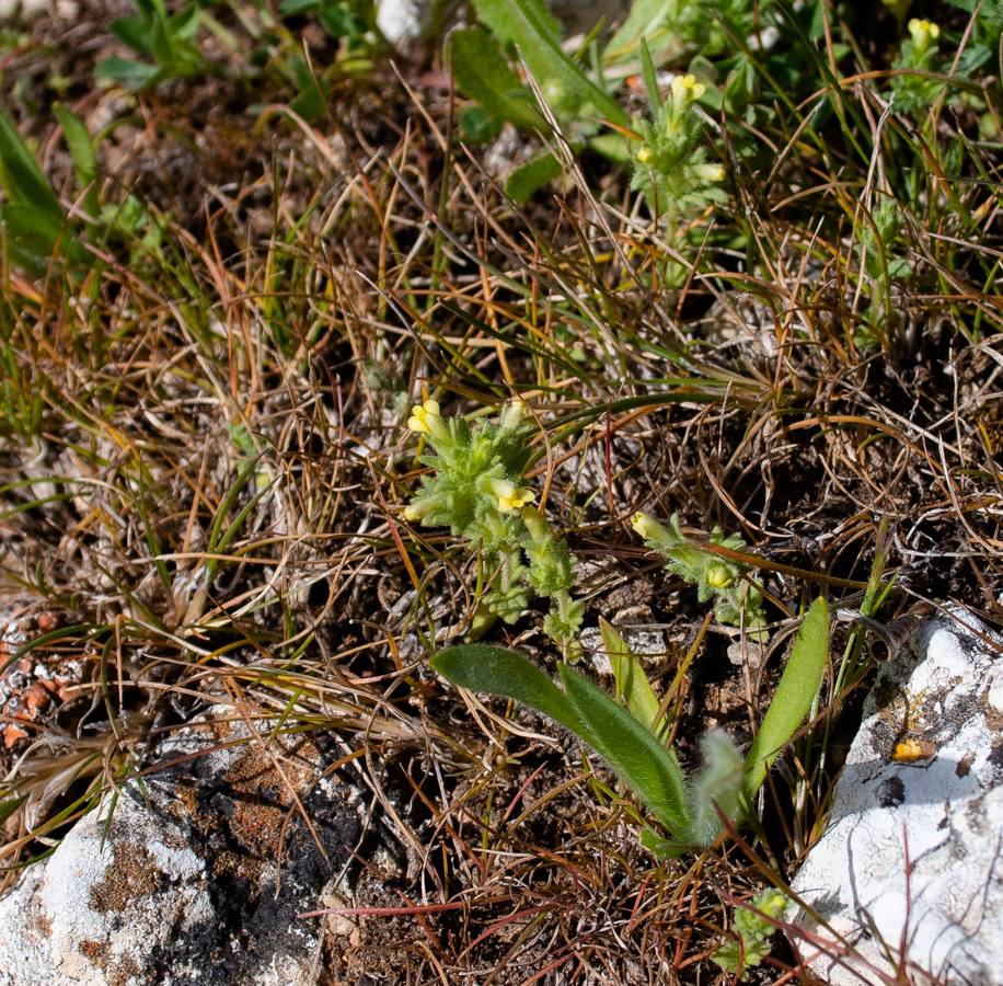 Image of Parentucellia latifolia specimen.