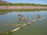 Potamogeton perfoliatus. Побег с соцветиями. Казахстан, Жамбылская обл., Таласский р-н, акватория оз. Акколь. 26 июня 2022 г.