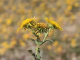 Inula britannica
