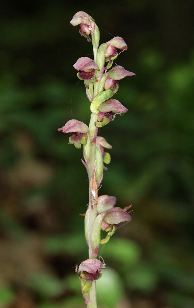 Image of Steveniella satyrioides specimen.