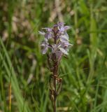 Dactylorhiza maculata