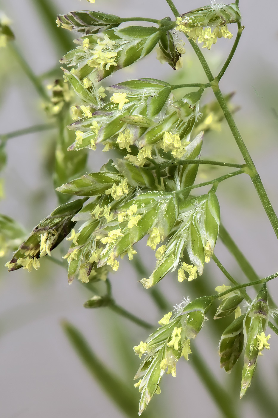 Image of Poa annua specimen.