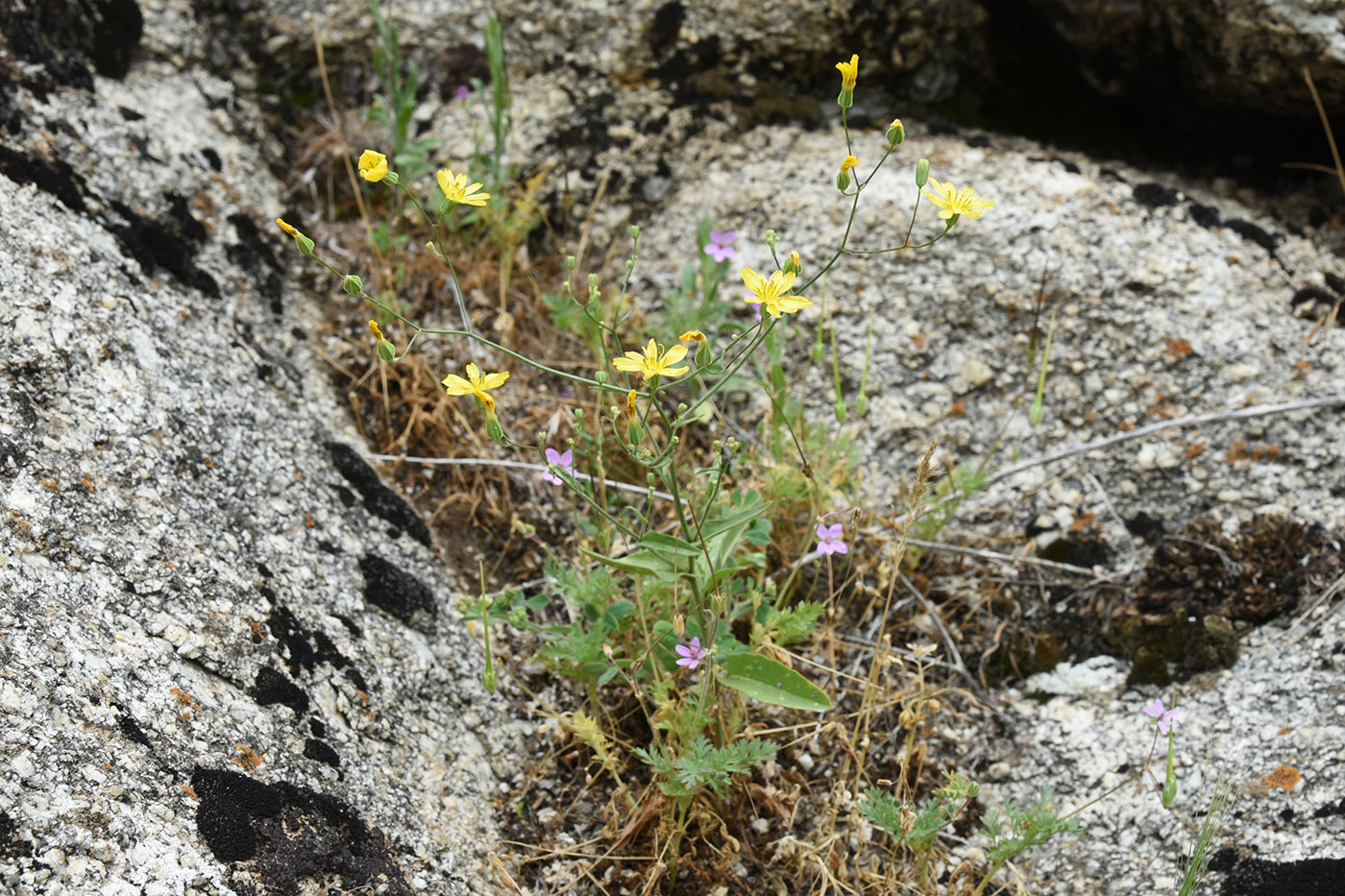 Image of Crepis pulchra ssp. turkestanica specimen.