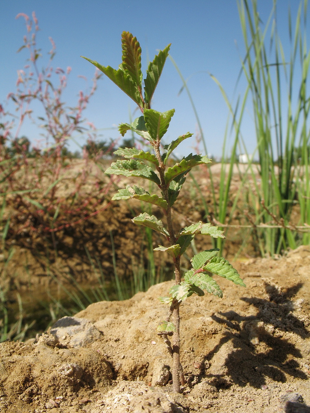 Image of Ulmus pumila specimen.