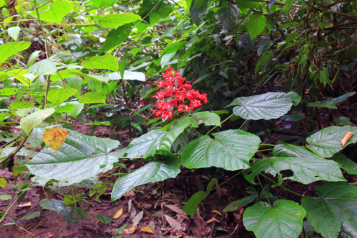 Image of Clerodendrum paniculatum specimen.