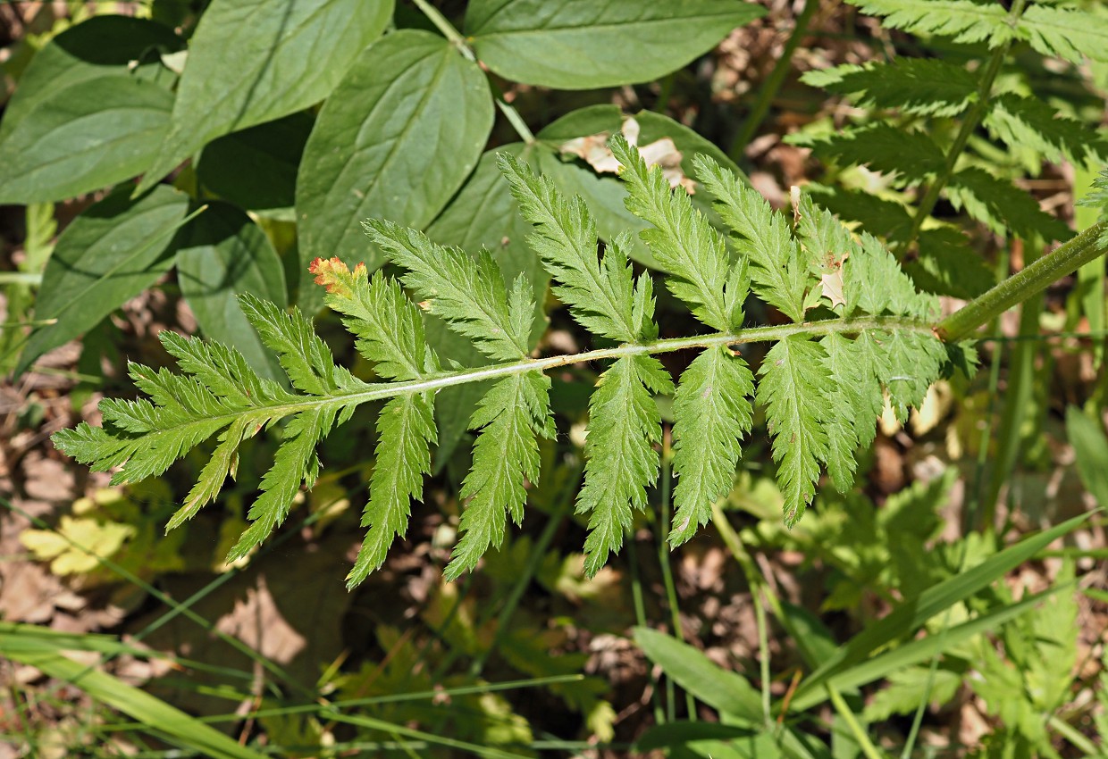 Image of Pyrethrum corymbosum specimen.