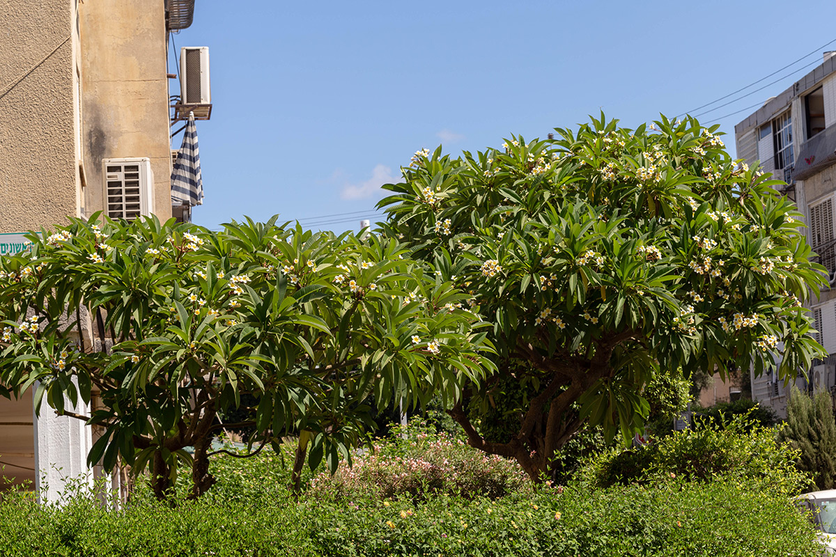 Image of Plumeria rubra var. acutifolia specimen.