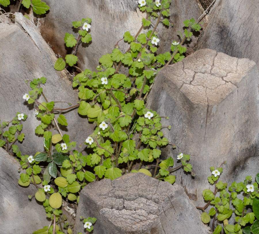 Image of Veronica cymbalaria specimen.