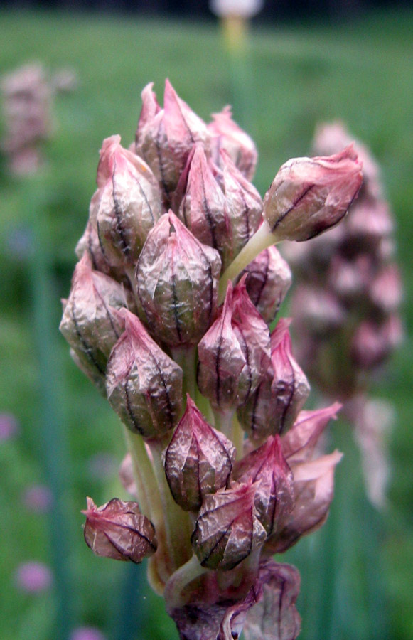 Image of Allium atrosanguineum specimen.