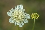 Scabiosa ochroleuca. Раскрывшееся и бутонизирующее соцветия. Ростов-на-Дону, Ботанический сад, остепнённый луг на залежи. 22.10.2022.