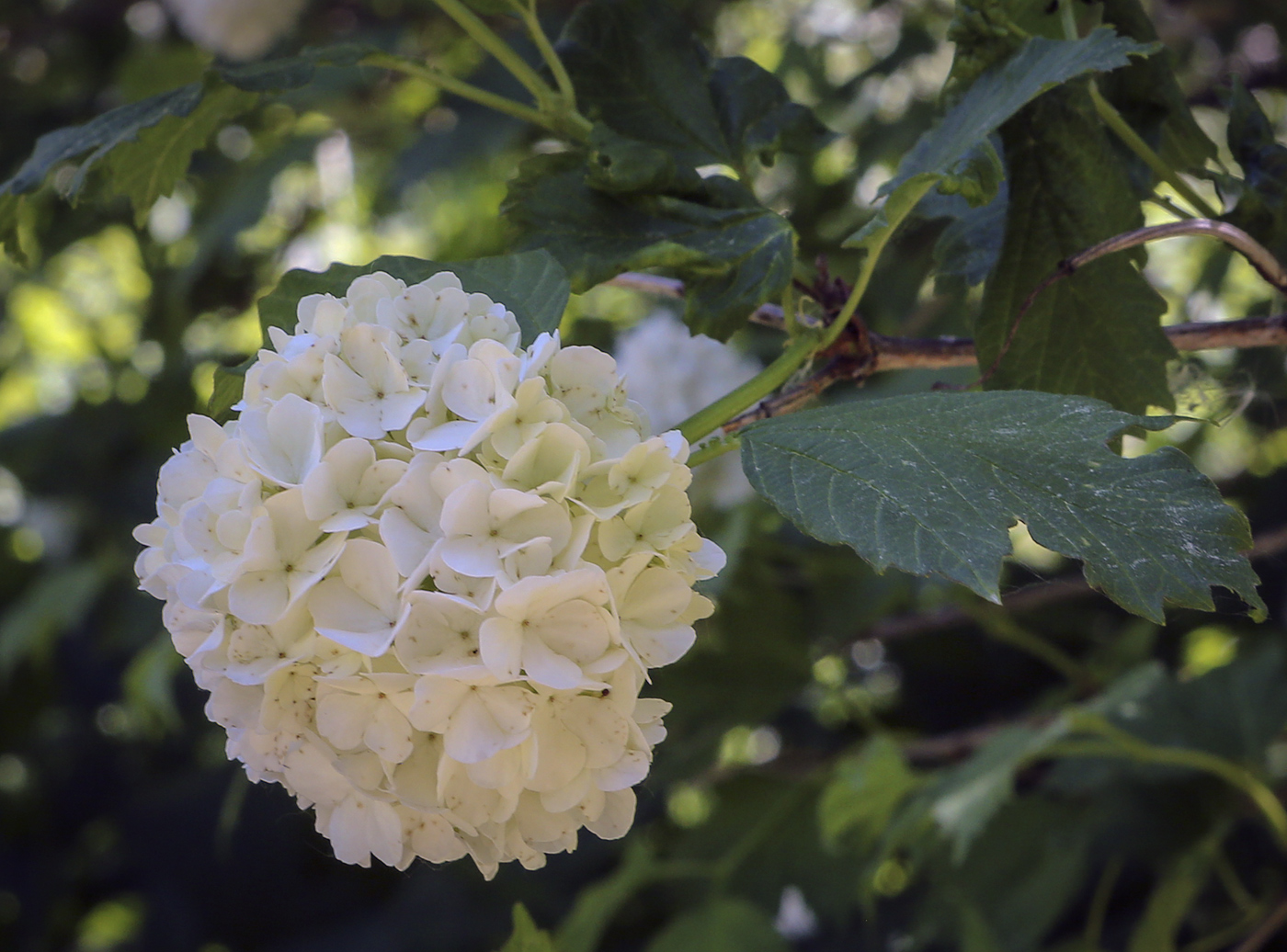 Изображение особи Viburnum opulus f. roseum.