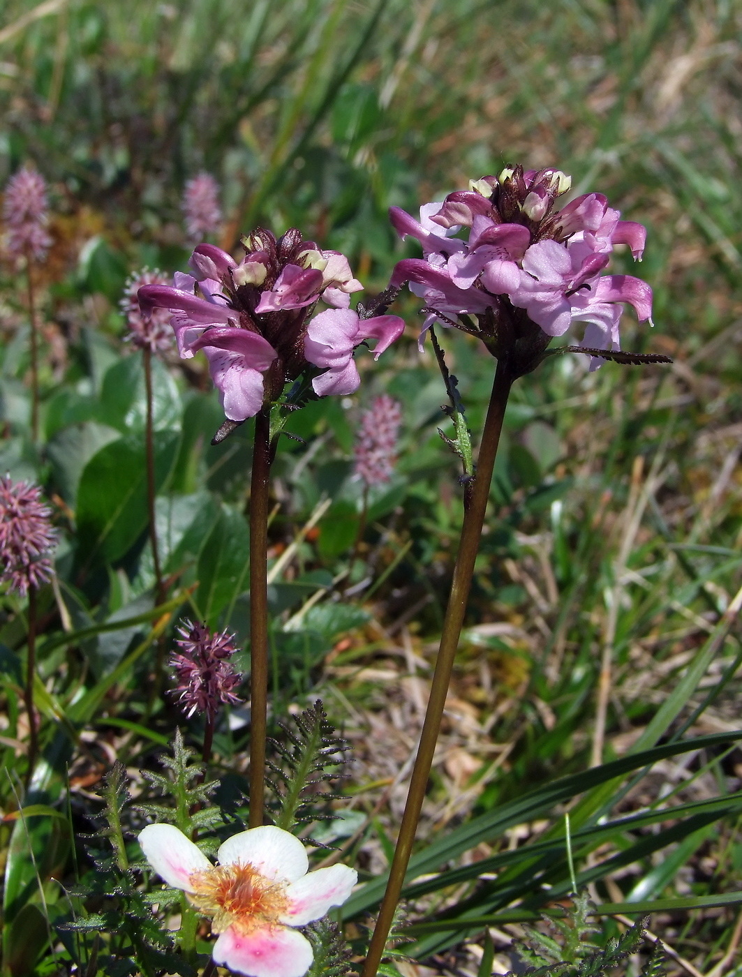 Image of Pedicularis nasuta specimen.