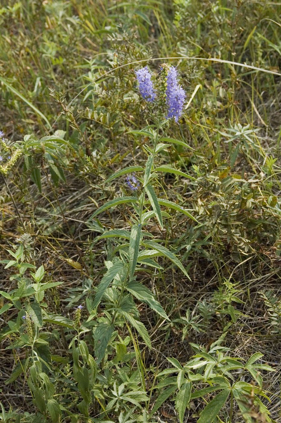 Изображение особи Veronica longifolia.