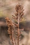 Matteuccia struthiopteris