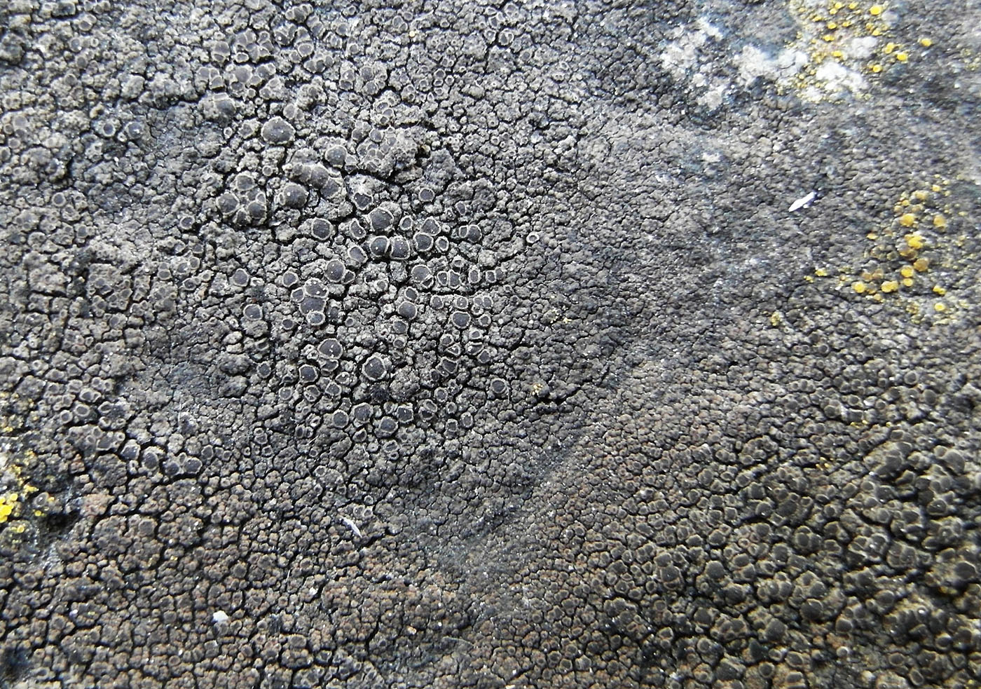 Image of Rinodina milvina specimen.