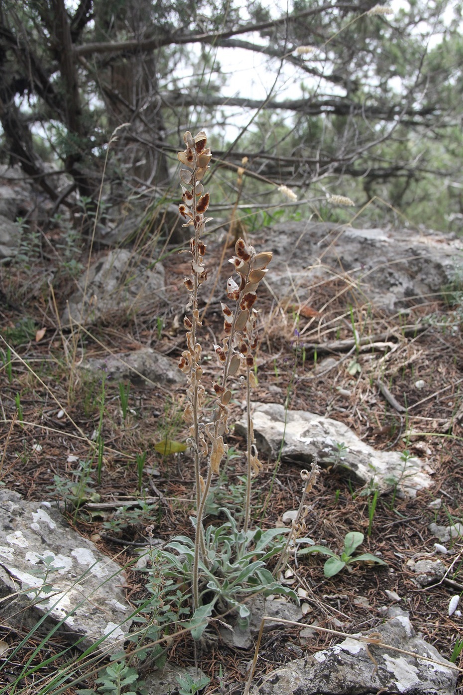 Image of Fibigia clypeata specimen.