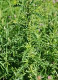 Cirsium komarovii
