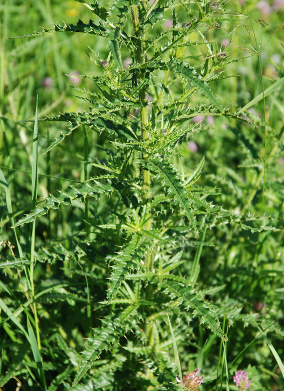 Image of Cirsium komarovii specimen.