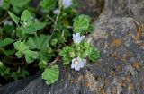 Malva neglecta. Верхушка побега с соцветием. Армения, обл. Гегаркуник, берег оз. Севан, окр. монастыря Айраванк, ≈ 1900 м н.у.м., подножие каменистого склона. 23.06.2022.