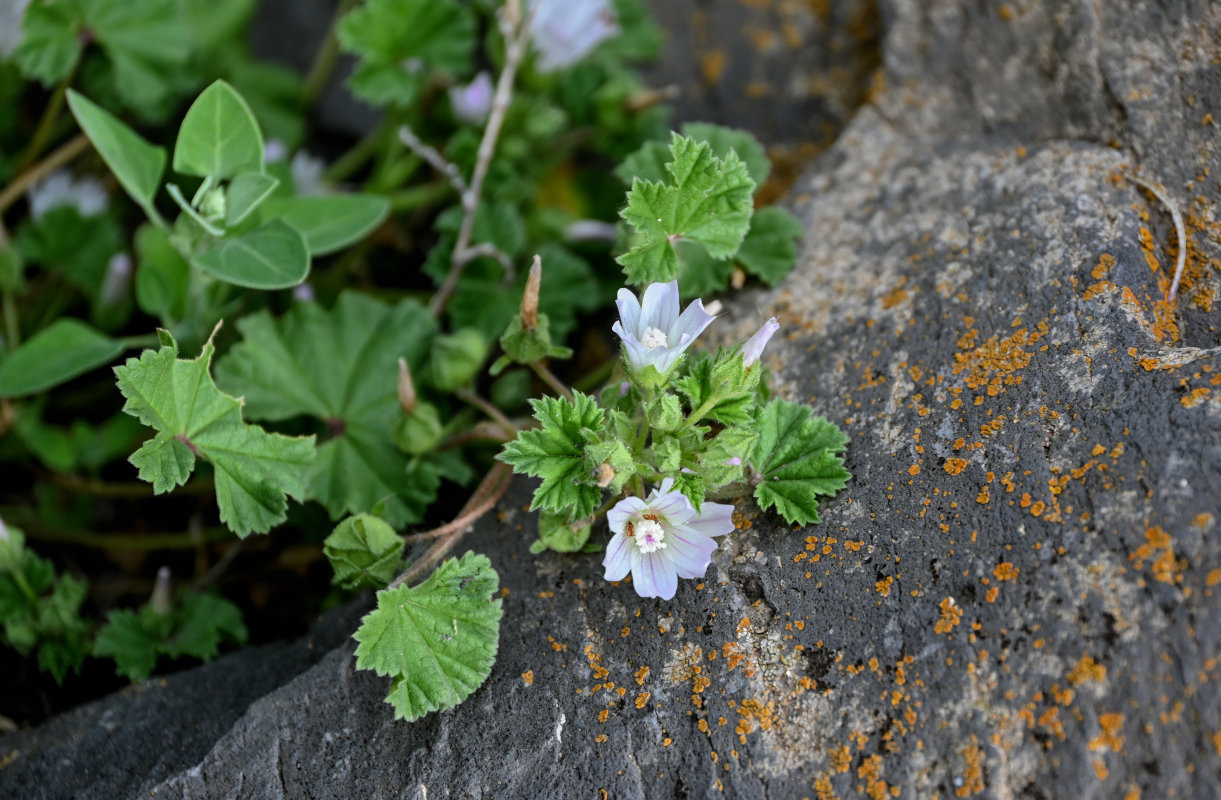 Изображение особи Malva neglecta.