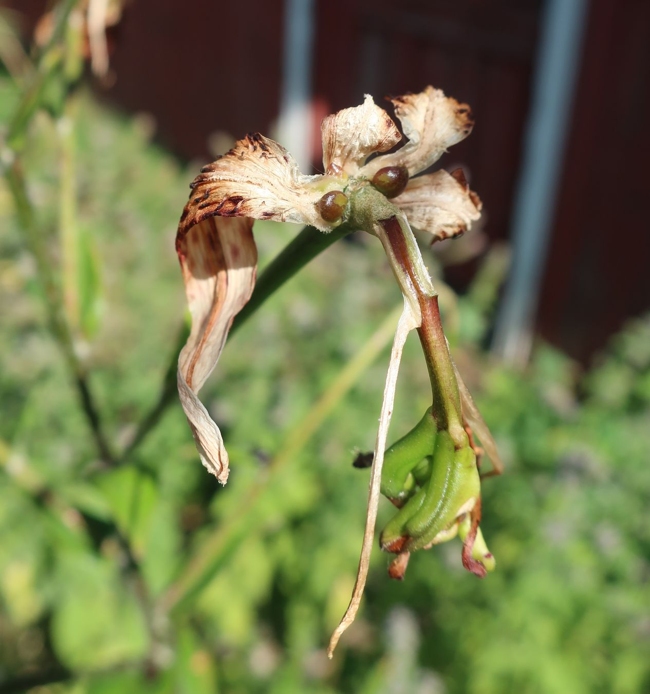 Изображение особи Lilium lancifolium.