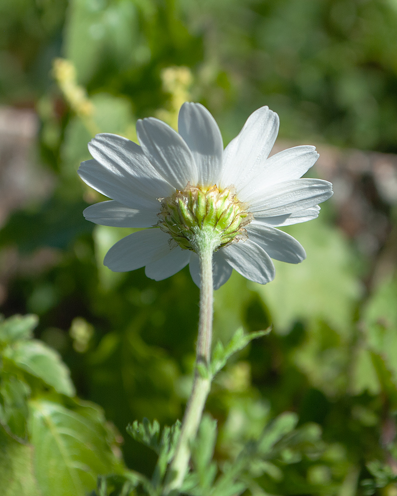 Изображение особи Anthemis chia.