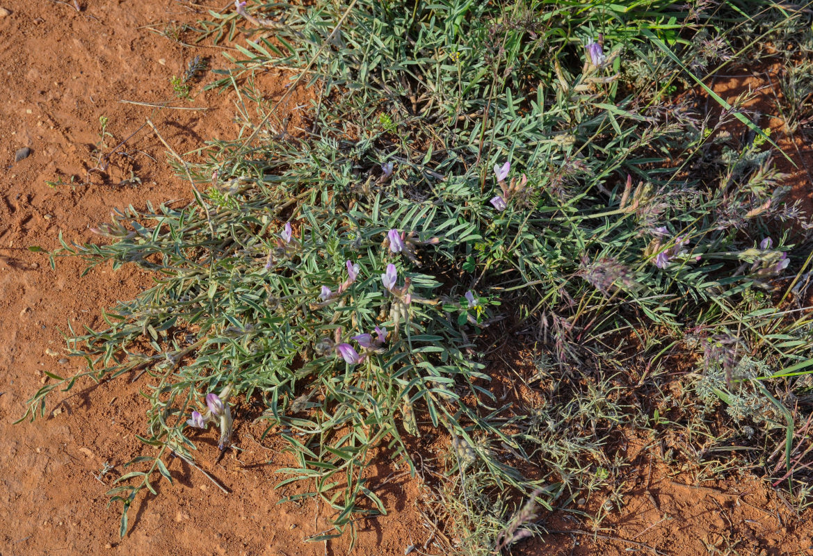 Image of Astragalus brachylobus specimen.