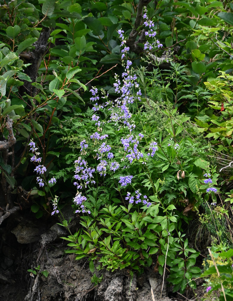 Image of Adenophora triphylla specimen.