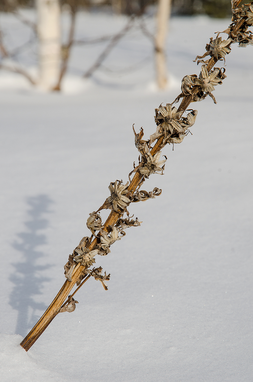 Изображение особи Solidago virgaurea.