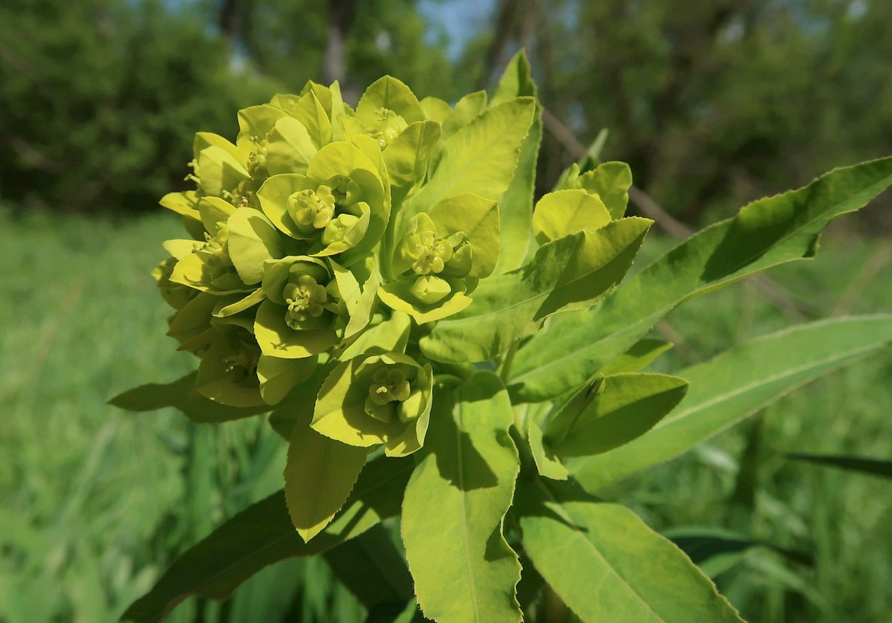 Изображение особи Euphorbia semivillosa.