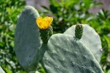 Opuntia ficus-indica. Верхушка побега с цветком и бутоном. Египет, мухафаза Александрия, г. Александрия, в культуре. 02.05.2023.