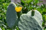 Opuntia ficus-indica