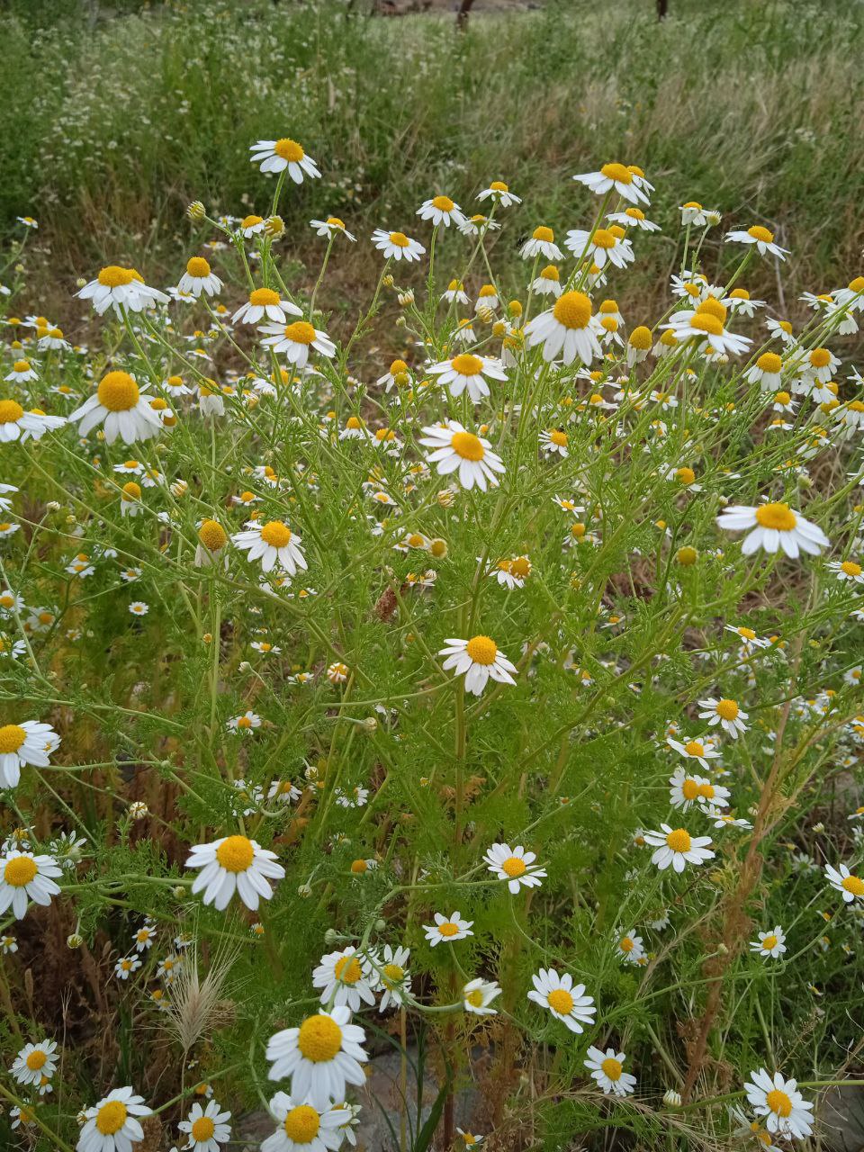 Image of familia Asteraceae specimen.