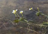 Ranunculus baudotii. Верхушки веточек с цветками. Ленинградская обл., Кингисеппский р-н, окр. дер. Урмизно, побережье Финского залива, мелководье. 21.08.2022.