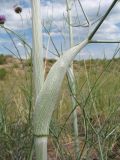 Ferula sibirica. Основание листа и часть стебля. Казахстан, Восточно-Казахстанская обл., Самарский р-н, окр. Казнаковской переправы; Зайсанская котловина, Кулуджунские пески. 22 июня 2023 г.