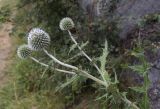 Echinops sphaerocephalus